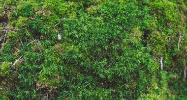 Ağaçta yeşil yosun, yeşil yosun dokusu