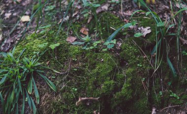 Ağaçta yeşil yosun yetişiyor. Ormanda yosun ağaçlarıyla kaplı doğal yosunlar. Güzel yosun ve yosun