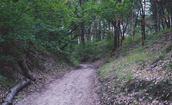 Strada stretta attraverso boschetto verde. Sentiero stretto che attraversa cespugli verdi e alberi contro nuvoloso — Foto Stock