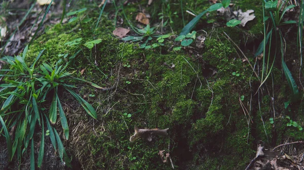 緑の苔が木に生えています。森の苔の木で覆われた自然の苔。美しい苔と地衣類 — ストック写真