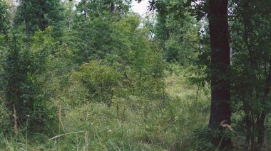 Yaz ormanı perspektifindeki boş patika sessiz bir ormandaki ağaçlar arasındaki boş bir yola bakıyor.