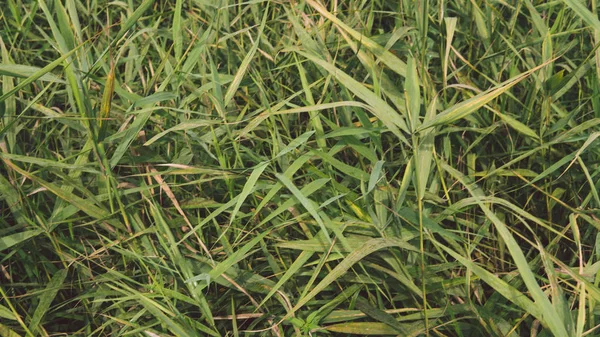 La textura de los verdes y hojas. textura verde de la naturaleza —  Fotos de Stock