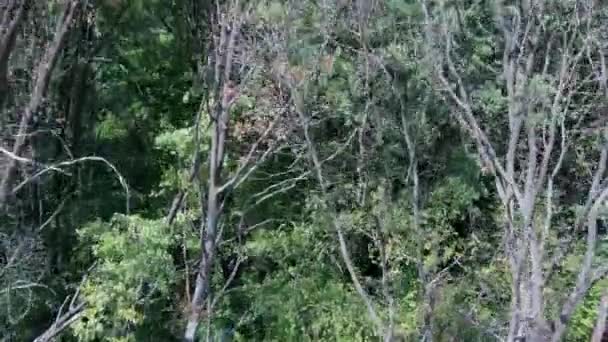 Camino vacío en la perspectiva del bosque de verano vista de un camino vacío entre los árboles en un bosque tranquilo — Vídeo de stock