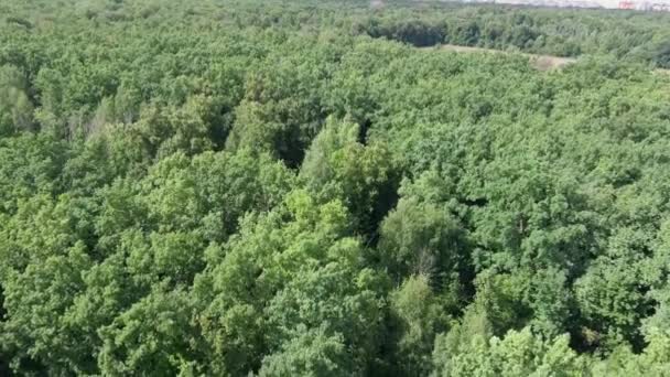 Sentiero vuoto nella prospettiva della foresta estiva veduta di un sentiero vuoto tra gli alberi in una foresta tranquilla — Video Stock