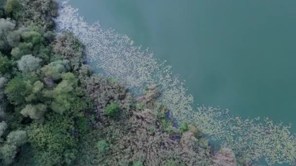 Stor Sjö Solig Dag Mot Bakgrund Grön Skog — Stockvideo