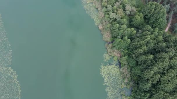 Stor Sjö Solig Dag Mot Bakgrund Grön Skog — Stockvideo