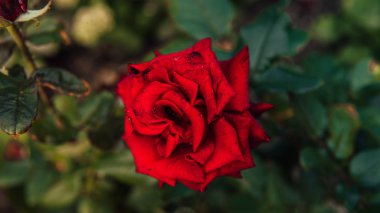 Bahçede güzel bir açık kırmızı gül büyüyor. Bulutlu havada arka planı bulanık kırmızı bir gül..