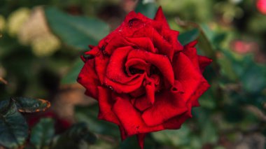 Bahçede güzel bir açık kırmızı gül büyüyor. Bulutlu havada arka planı bulanık kırmızı bir gül..