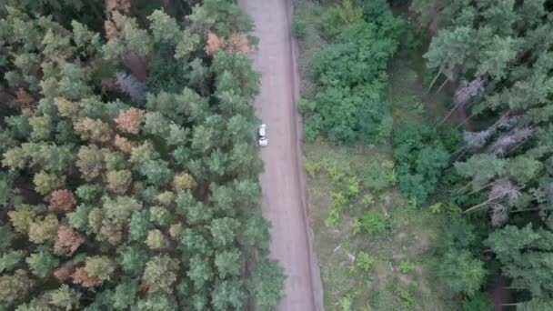 Väg Skogen Tallskog Flygfoto — Stockvideo