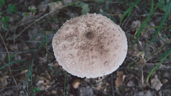 Een grote paddestoel paraplu in het bos. Paddestoel paraplu met een witte Pet groeit in het bos, close-up. — Stockfoto