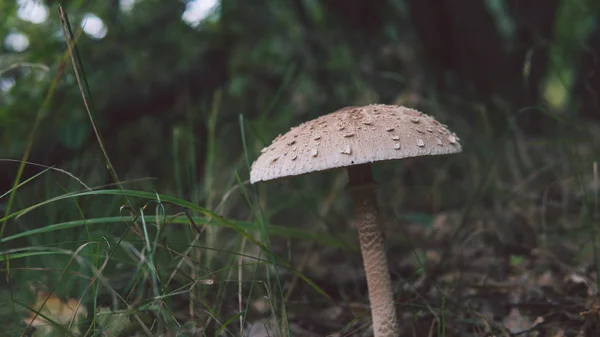 Ein großer Pilzschirm im Wald. Pilzschirm mit weißer Kappe wächst im Wald, Großaufnahme. — Stockfoto