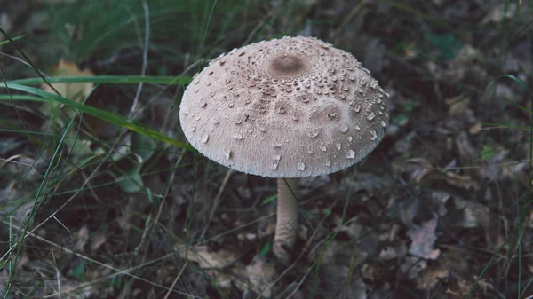 Um grande guarda-chuva de cogumelos na floresta. Guarda-chuva de cogumelos com um chapéu branco está crescendo na floresta, close-up . — Fotografia de Stock