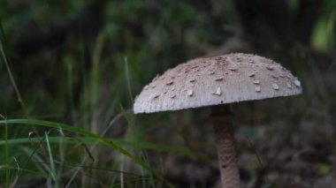 Ormanda beyaz şapkalı mantar yetişiyor, yakın plan..
