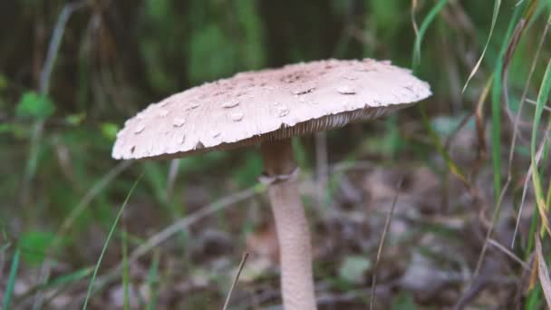 Fungo Con Cappuccio Bianco Sta Crescendo Nella Foresta Vicino — Video Stock