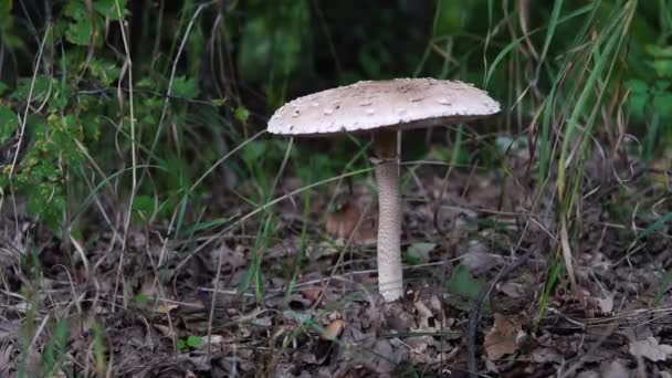 Svamp Med Vit Hatt Växer Skogen Närbild — Stockvideo