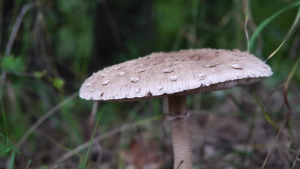 Mushroom Con Tapón Blanco Está Creciendo Bosque Cerca — Vídeos de Stock