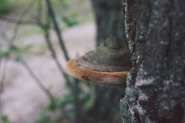 Sonbahar da canlı ağaçta büyük teneke mantar. Tinder mantar ile Meşe ağacı gövde.