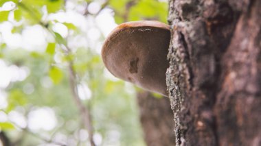 Sonbahar da canlı ağaçta büyük teneke mantar. Tinder mantar ile Meşe ağacı gövde.