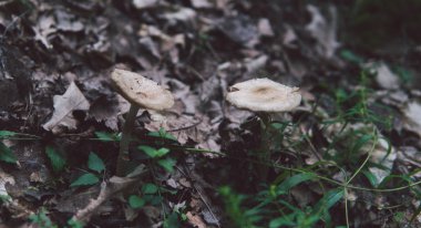 Sonbahar ormanında mantarlar yetişmiyor..