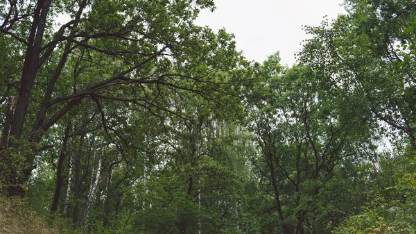 Töm stig i sommarskogsperspektivet vy över en tom stig bland träden i en lugn skog — Stockfoto