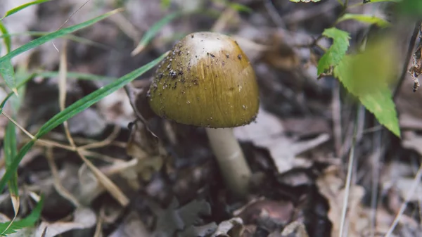 Un hongo con una tapa dorada está creciendo en el bosque, de cerca . — Foto de Stock