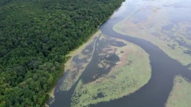Su kirliliği, su kirliliği, doğa ve çevre üzerindeki su yeşil yüzeyi yaz aylarında bir gölün kenarında sürüklenir ve akar. Ekolojik afet kavramı.