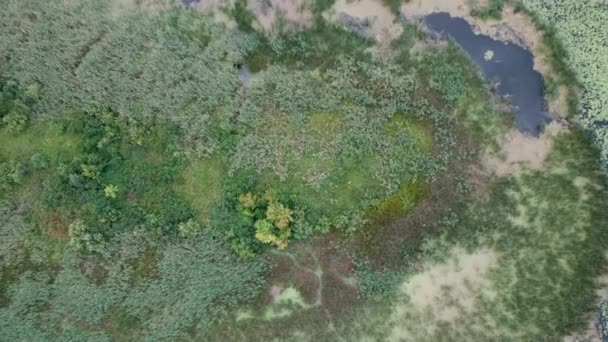 Alghe fiorisce superficie verde acqua sulla natura acqua inquinamento delle acque e ambientale con deriva e flusso ai margini di un lago in estate. Concetto di disastro ecologico . — Video Stock