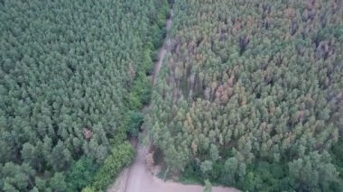 Ormanda yol, çam ağaçları, hava manzarası..