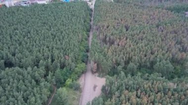 Ormanda yol, çam ağaçları, hava manzarası..