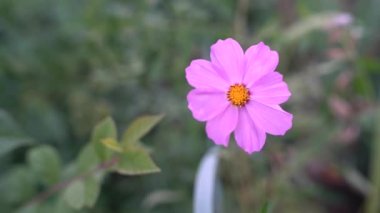 Bahçedeki güzel kozmos çiçekleri. Doğal ortamda çiçekler