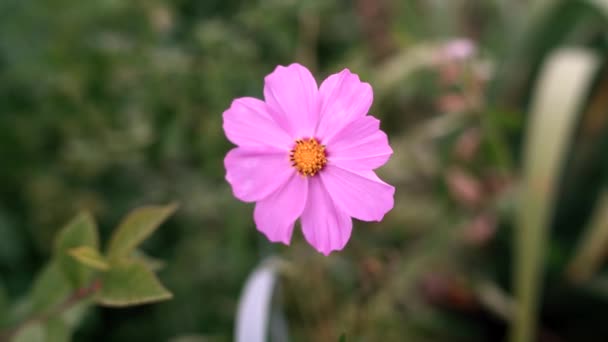 Hermosas flores de cosmos en el jardín. flores en el entorno natural — Vídeo de stock