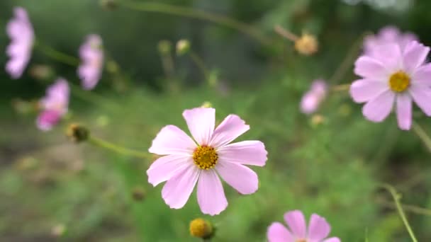 Hermosas flores de cosmos en el jardín. flores en el entorno natural — Vídeos de Stock