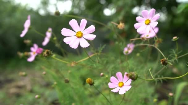 Schöne Kosmos-Blumen im Garten. Blumen in natürlicher Umgebung — Stockvideo