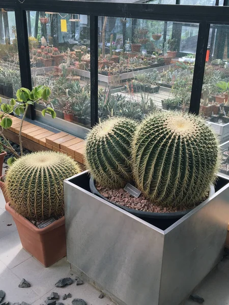 Sok fajta kaktuszok a botanikus kertben — Stock Fotó
