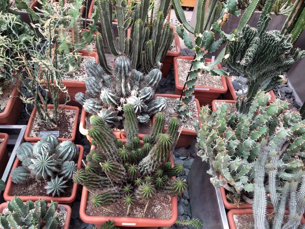 Er zijn vele variëteiten van cactussen in de botanische tuin — Stockfoto