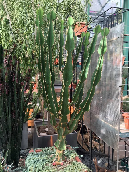 Er zijn vele variëteiten van cactussen in de botanische tuin — Stockfoto