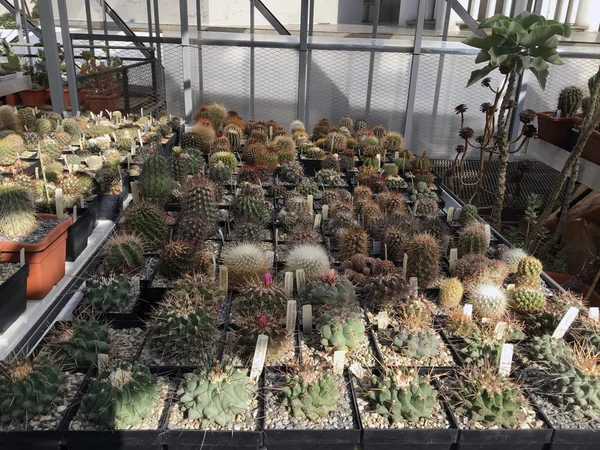 Il existe de nombreuses variétés de cactus dans le jardin botanique — Photo