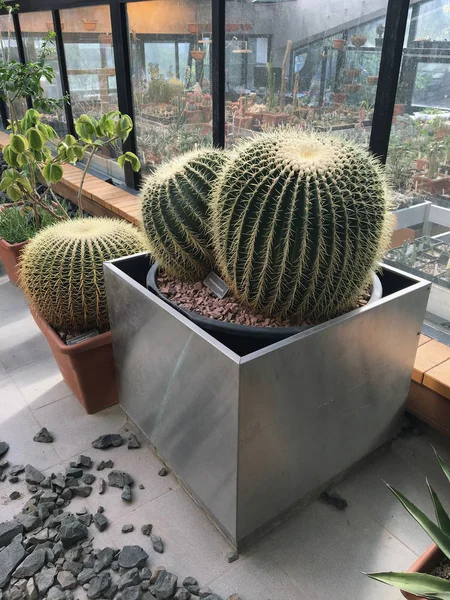 Er zijn vele variëteiten van cactussen in de botanische tuin — Stockfoto