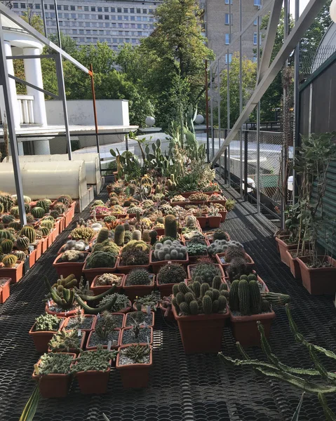 Er zijn vele variëteiten van cactussen in de botanische tuin — Stockfoto