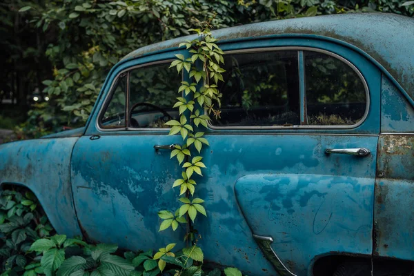 The old abandoned car was overgrown with vegetation — Stock Photo, Image