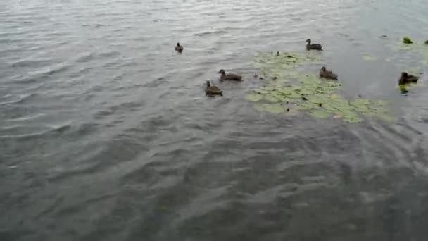 アヒルは川で泳ぐ。アヒルは公園の湖で泳ぎ. — ストック動画