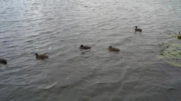 Los patos nadan en el río. patos nadan en el lago en el parque . — Vídeo de stock