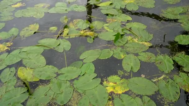 水池の近くのビューでNenuphar 。水の中の植生 — ストック動画