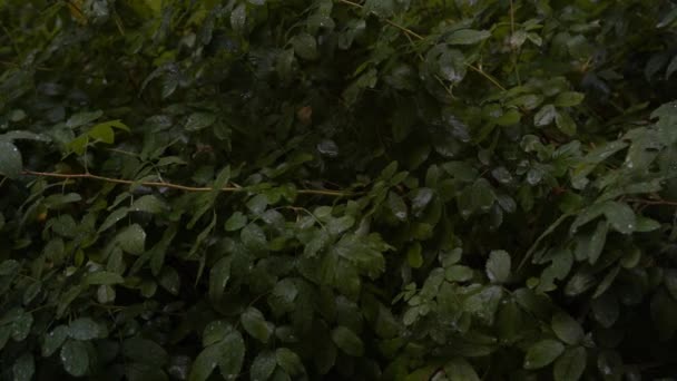 Feuilles vertes. Feuilles vertes texture de fond. Mise en page créative faite de feuilles vertes. Pose plate. Fond naturel. Texture verte des feuilles. Feuille texture fond .