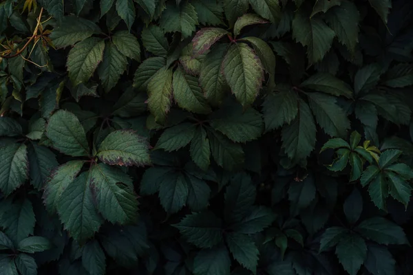 Gröna blad. Gröna blad bakgrund struktur. Kreativ layout gjord av gröna blad. Ett platt ligg. Naturbakgrund. Grön bladstruktur. Bladstruktur bakgrund. — Stockfoto