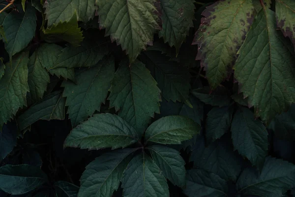 Daun hijau. Hijau meninggalkan tekstur latar belakang. Tata letak kreatif yang terbuat dari daun hijau. Berbaringlah. Latar belakang alam. Tekstur daun hijau. Latar belakang tekstur daun. — Stok Foto