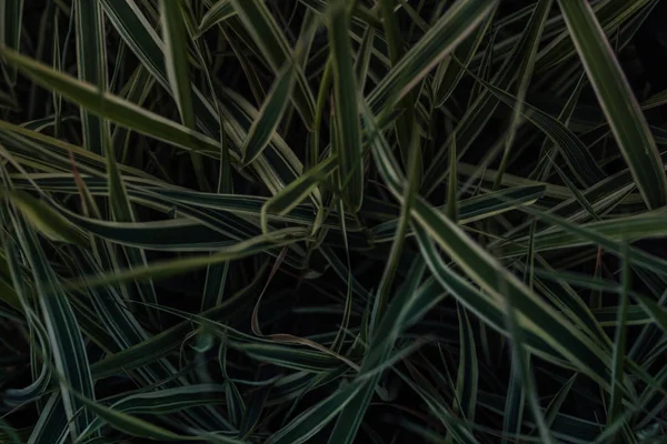 Gröna blad. Gröna blad bakgrund struktur. Kreativ layout gjord av gröna blad. Ett platt ligg. Naturbakgrund. Grön bladstruktur. Bladstruktur bakgrund. — Stockfoto