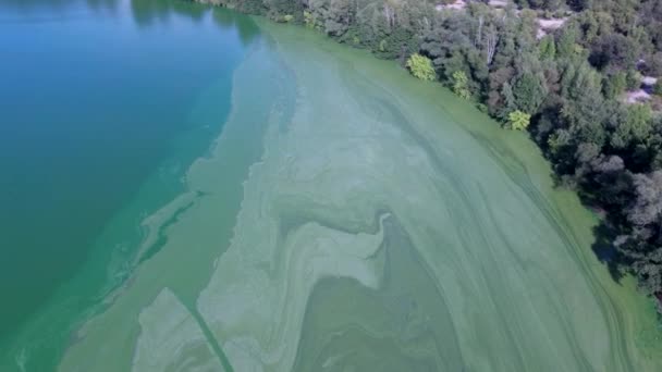 Стойкая спокойная вода озера цвела летом. Водоросли цветут от жары в воде. Вода из водорослей в озере приобрела ярко-зеленый, липовый цвет. Зеленые водоросли на поверхности воды — стоковое видео