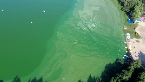 Standing calm water of the lake bloomed in summer. Algae bloom from the heat in the water. The water turned bright green, lime color from the algae in the lake. Green algae on the surface of the water — Stock Video