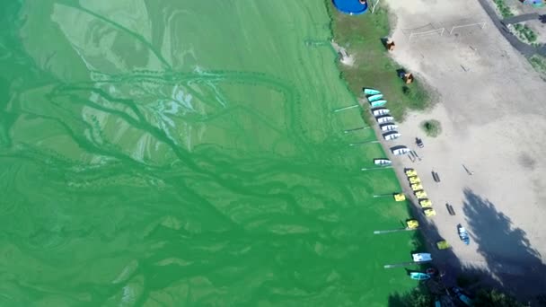 Las aguas tranquilas del lago florecieron en verano. Algae florece del calor en el agua. El agua se volvió verde brillante, lima color de las algas en el lago. algas verdes en la superficie del agua — Vídeo de stock